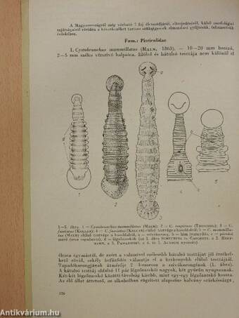 Milyen pióca fajok várhatók még a magyar faunában? (dedikált példány)