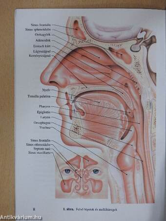 Allergiás Rhinitis