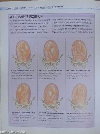 Your pregnancy week by week