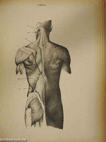 Anatomy for the Artist