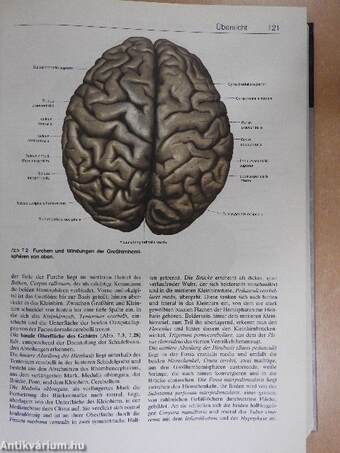 Anatomie des Menschen