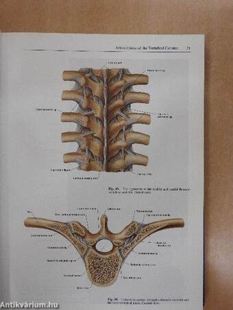 Sobotta - Atlas of Human Anatomy II.