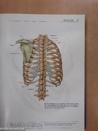 Sobotta - Atlas of Human Anatomy II.