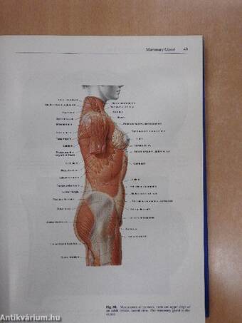 Sobotta - Atlas of Human Anatomy II.