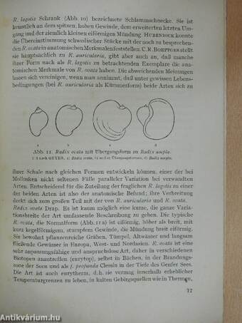 Die Schlammschnecken unserer gewässer