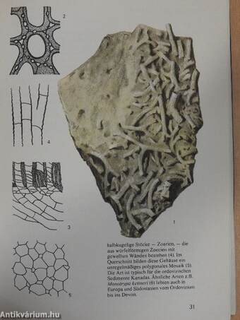 Fossilien aus dem Paläozoikum