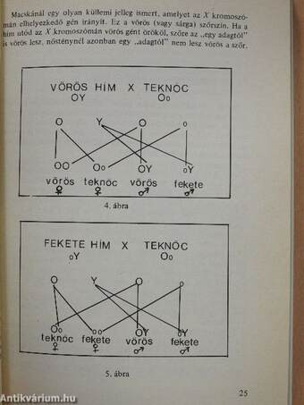 Mitől tarka a macska?