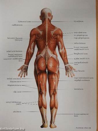 Anatómia és 100 nyújtógyakorlat futóknak
