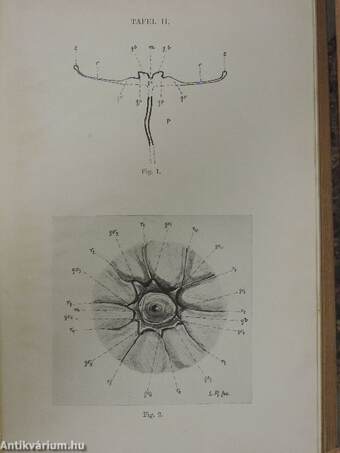 Sitzungsberichte der Heidelberger Akademie der Wissenschaften 1925-1926