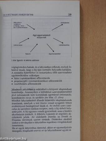 Az egyensúlyzavarok differenciáldiagnosztikája és terápiája