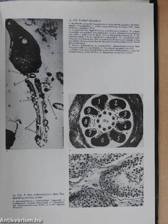 Klinikai endocrinologia 1-2. (dedikált példány)