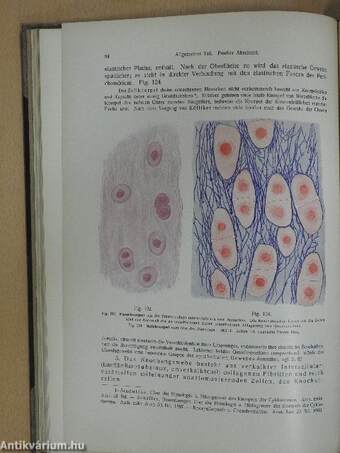 Rauber's Lehrbuch der Anatomie des Menschen Abteilung 1. (töredék)