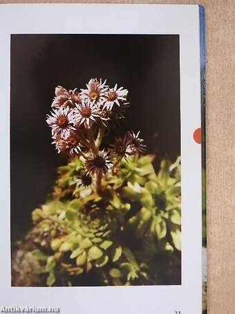 Zauberhafte Alpenblumen