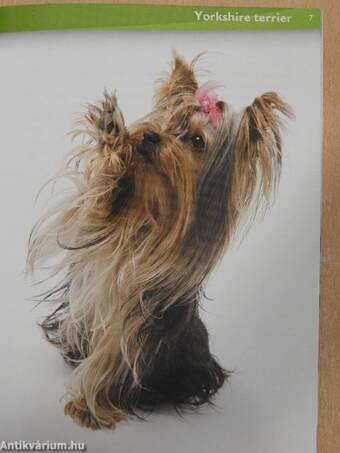 Yorkshire Terrier