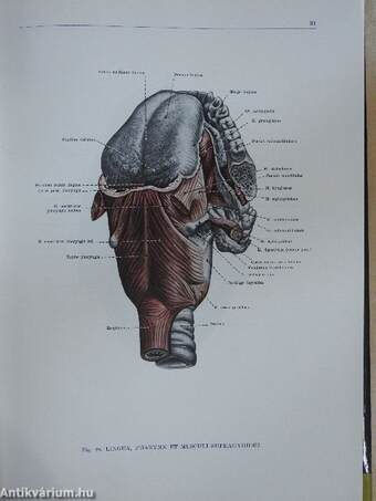 Az ember anatómiájának atlasza 2. (töredék)