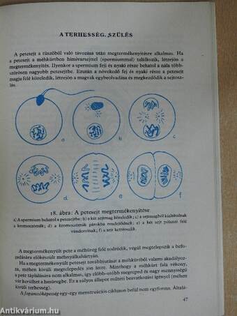 A családi élet iskolája fiúknak