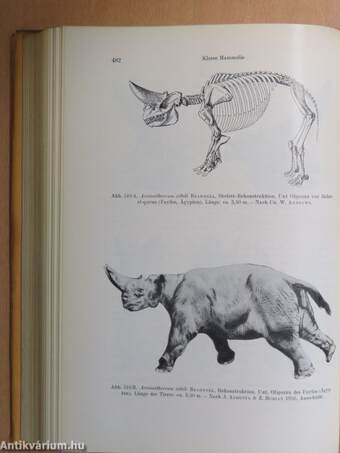 Lehrbuch der Paläozoologie III. (töredék)