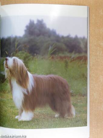 A bobtail és a bearded collie