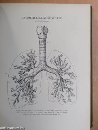 A magyar család aranykönyve I-III.