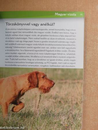 Magyar vizsla