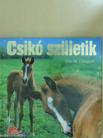 Csikó születik