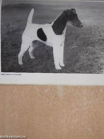 A foxterrier