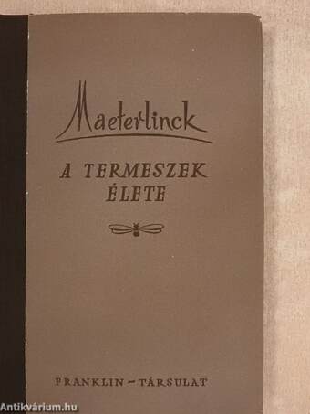 A termeszek élete