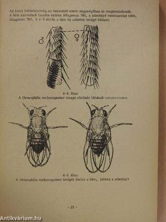 Genetika gyakorlatok