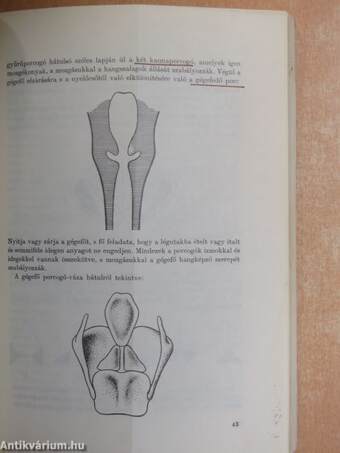 Leíró magyar hangtan