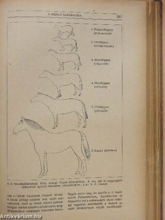 Természettudományi Közlöny 1919./Pótfüzetek a Természettudományi Közlönyhöz 1919. (Nem teljes évfolyam)