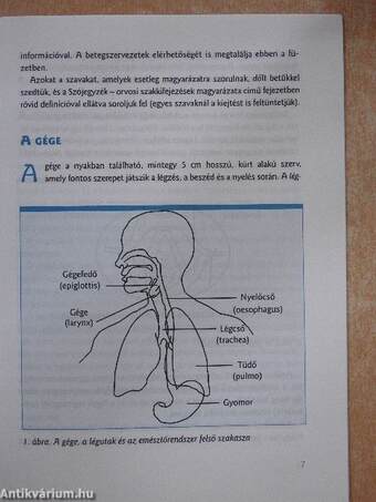 Amit a gégerákról tudni kell