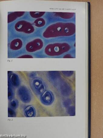 Aging of Connective and Skeletal Tissue (dedikált példány)