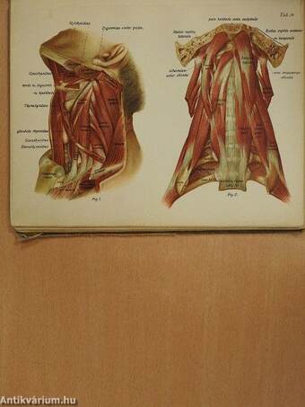 Az ember anatomiájának atlasza I. (töredék) (rossz állapotú)
