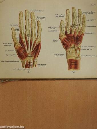 Az ember anatomiájának atlasza I. (töredék) (rossz állapotú)