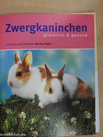 Zwergkaninchen