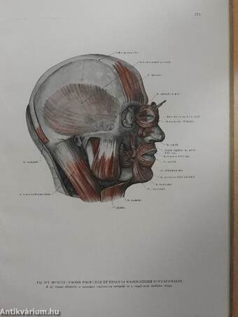Az ember anatómiájának atlasza I-III.