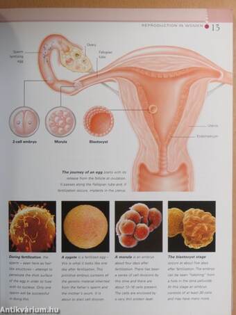 Fertility & Conception