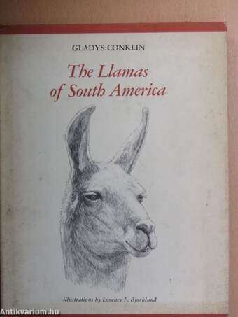 The Llamas of South America