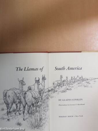 The Llamas of South America