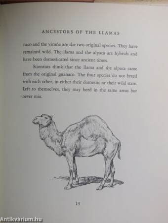 The Llamas of South America