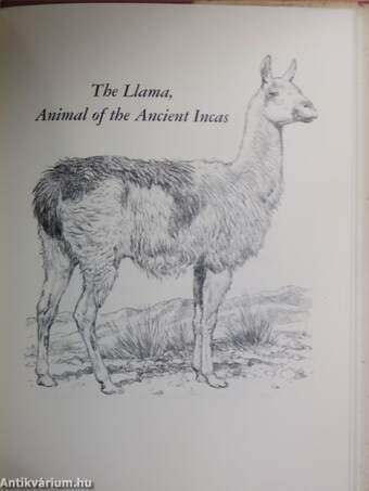 The Llamas of South America