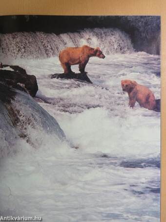 Zoobooks - Bears