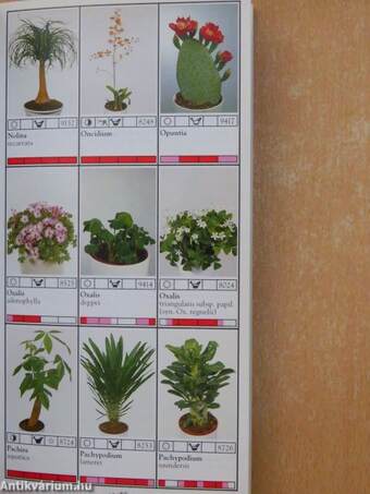 Potplanten/Pot Plants/Topfpflanzen/Plantes en pot/Piante da vaso/Planta en particular 1997/98