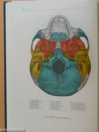Az ember anatómiájának atlasza 1. (töredék)