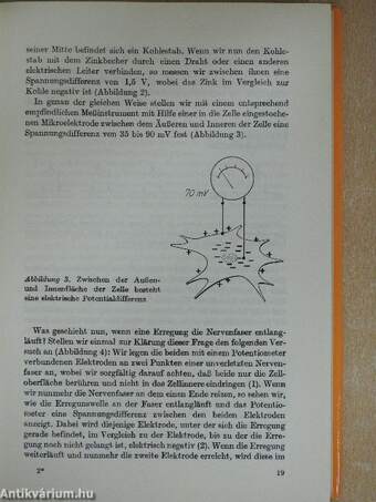 Das geheimnisvolle Gehirn