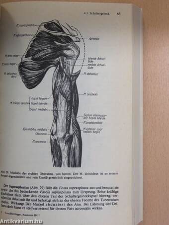 Taschenbuch der Anatomie 1. (töredék)