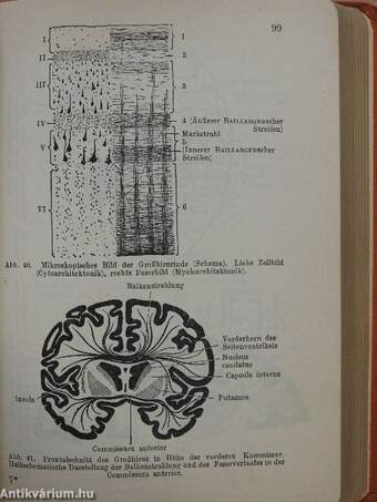 Taschenbuch der Anatomie III. (töredék)