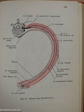 Taschenbuch der Anatomie III. (töredék)