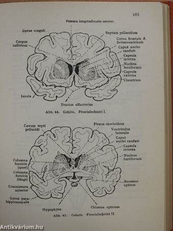 Taschenbuch der Anatomie III. (töredék)