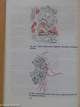 Mikrobiológia és táplálkozásélettan I